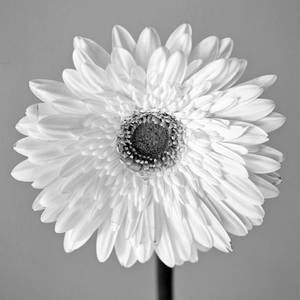 Meet your Posher, Florence